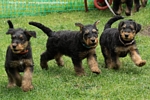 airedale74.jpg